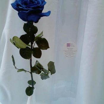 rosa encantada – Flor de Cór – Flores Naturais Preservadas