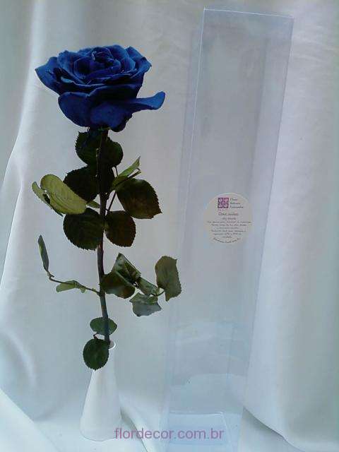Rosa azul preservada natural com cabo – Flor de Cór – Flores Naturais  Preservadas