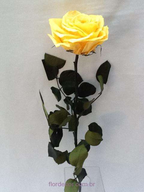 Rosa preservada natural amarela – Flor de Cór – Flores Naturais Preservadas