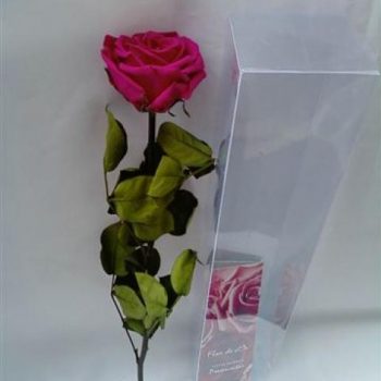 rosa natural preservada – Flor de Cór – Flores Naturais Preservadas