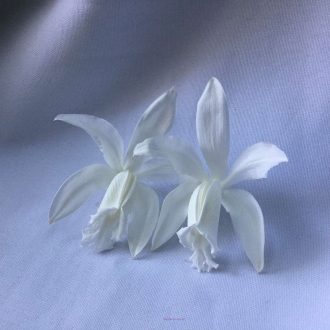 catleya pequena natural preservada