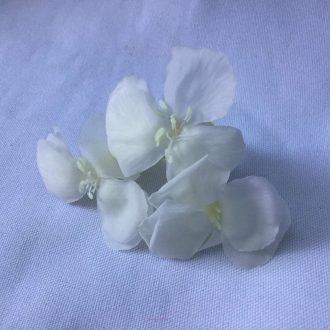 dianthus naturais preservados