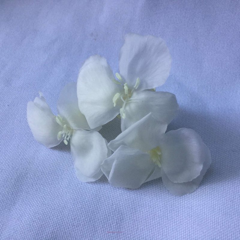 dianthus naturais preservados