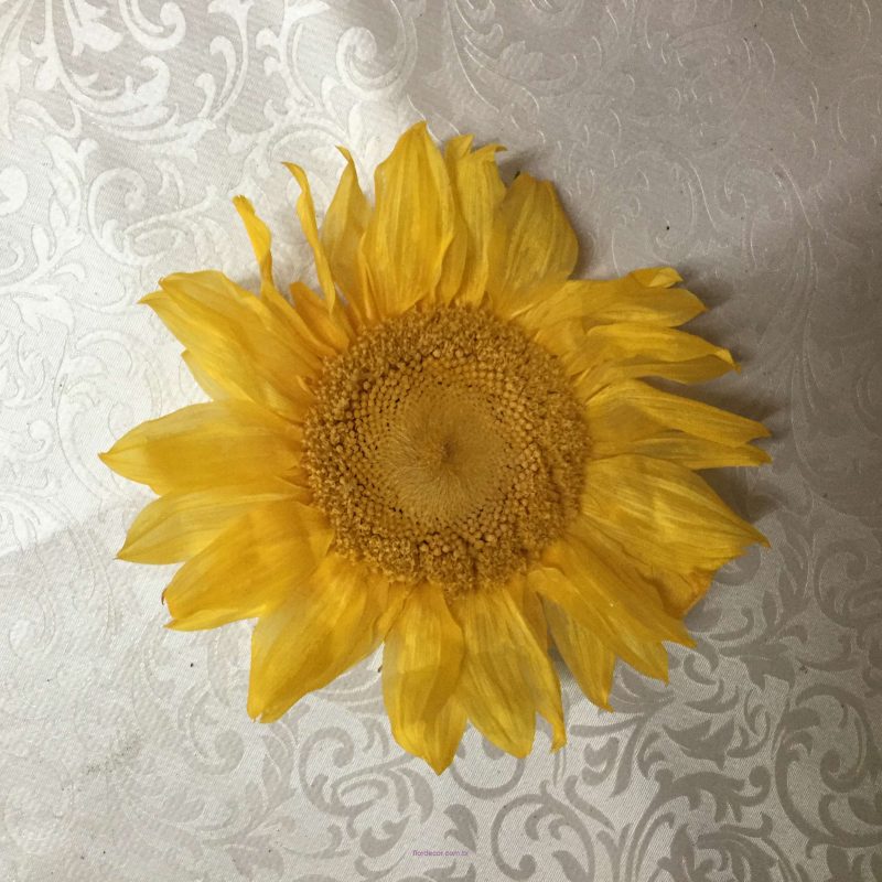 girassol natural preservado