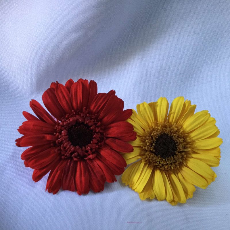 gérbera preservada natural