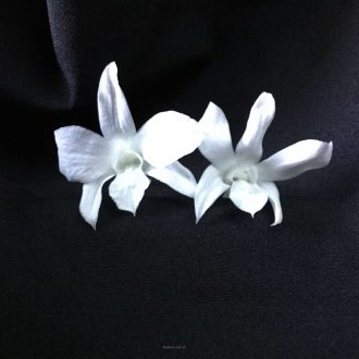 micro dendrobiums naturais preservadas