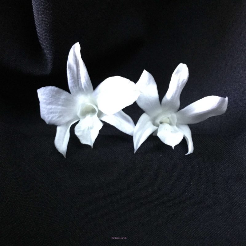 micro dendrobiums naturais preservadas