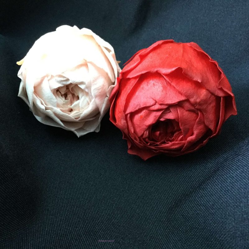 peônias naturais preservadas