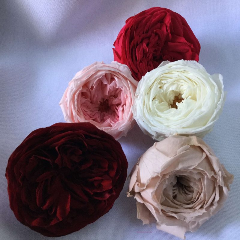 rosas naturais preservadas de jardim