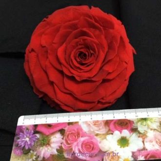 rosa natural preservada jumbo
